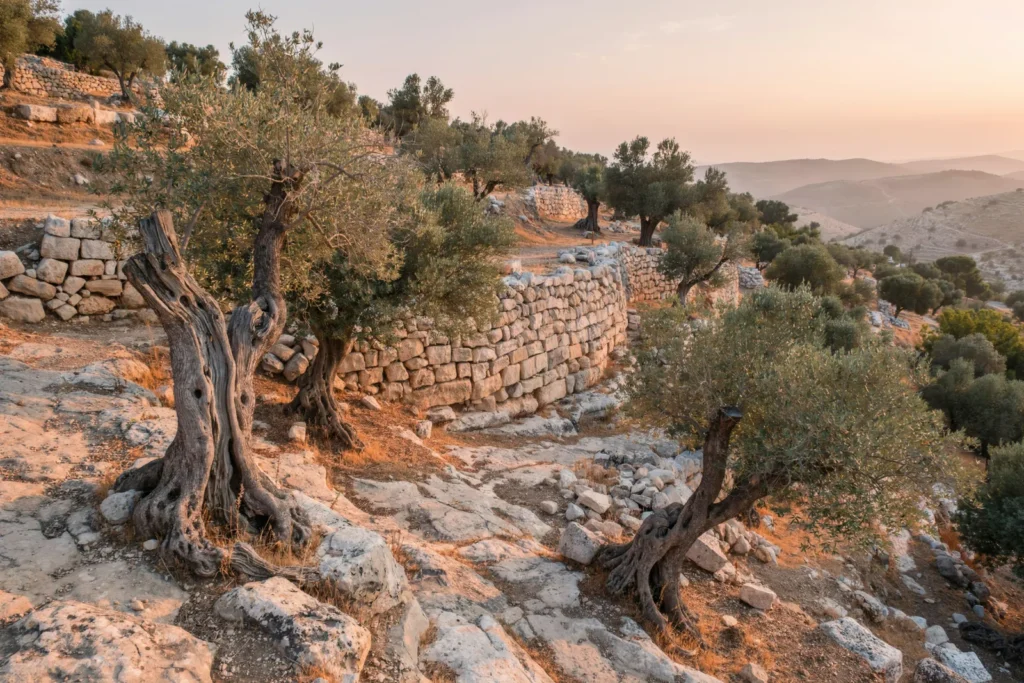Alter Olivenhain auf Terrassen bei Bethlehem im Abendlicht (Stimmungsbild)
