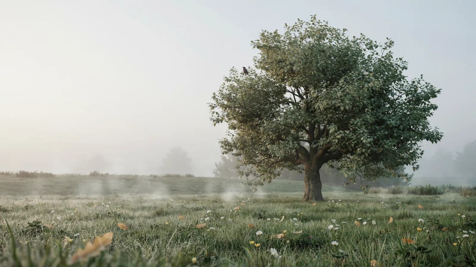 Einzelner Baum im Nebel auf einer stillen Wiese (Stimmungsbild)